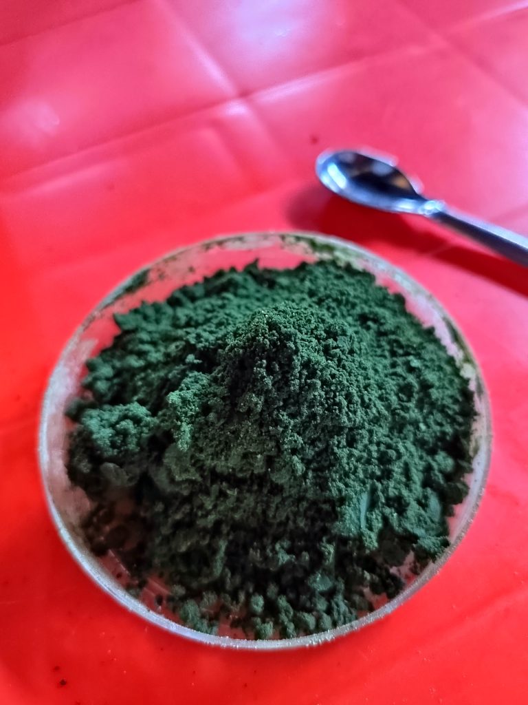 Biojisim mikroalga kering