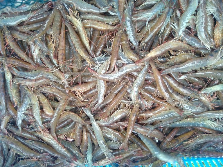 Penuaian udang kaki merah yang diternak