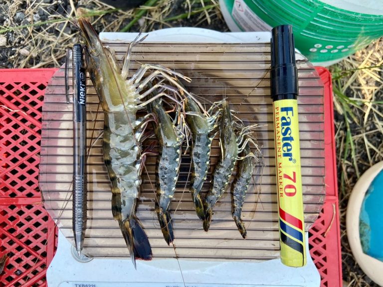 Persampelan udang harimau