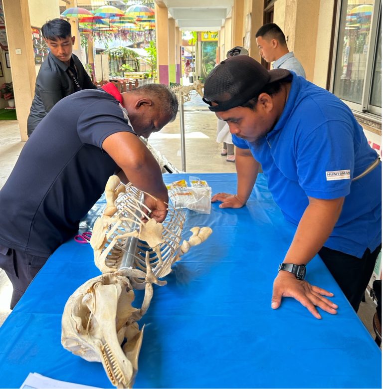 Persediaan Rangka Mamalia Marin Untuk Pameran di Sekolah