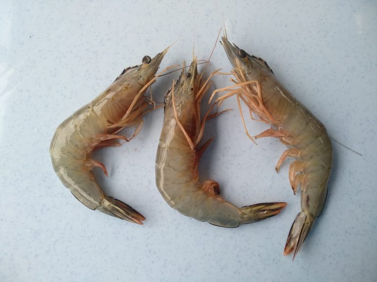 Udang kaki Merah