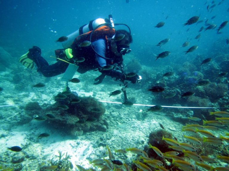 biojisim-dan-kepadatan-ikan-terumbu-di-pulau-payar