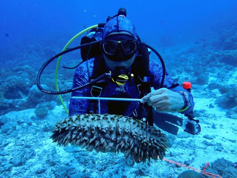 inventori-spesies-terancam-gamat-nenas-di-pulau-layang-layang