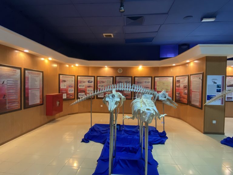marine mammals gallery section 2