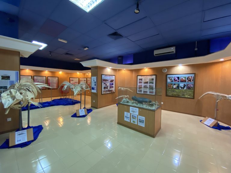 marine mammals gallery section