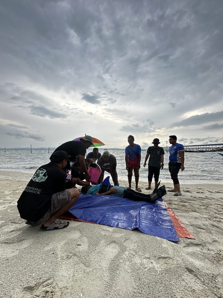 marine mammals stranded training