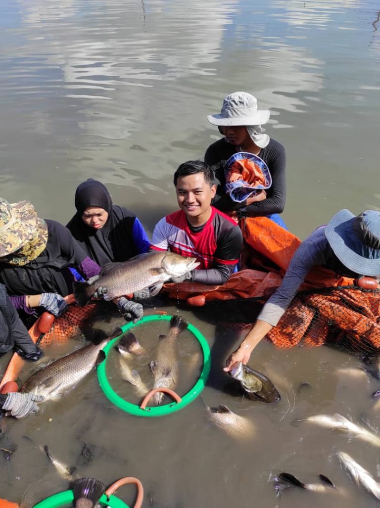 penuaian ikan