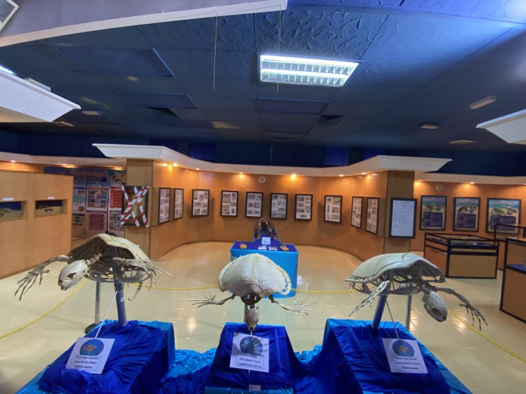 turtle gallery section 2