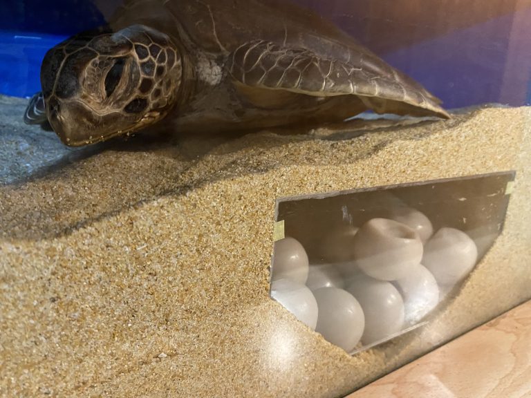 turtle gallery section 3