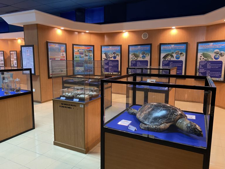 turtle gallery section