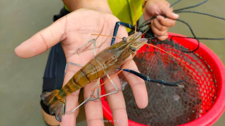 udang galah