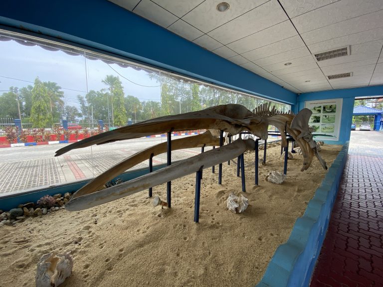 whale skeleton 2