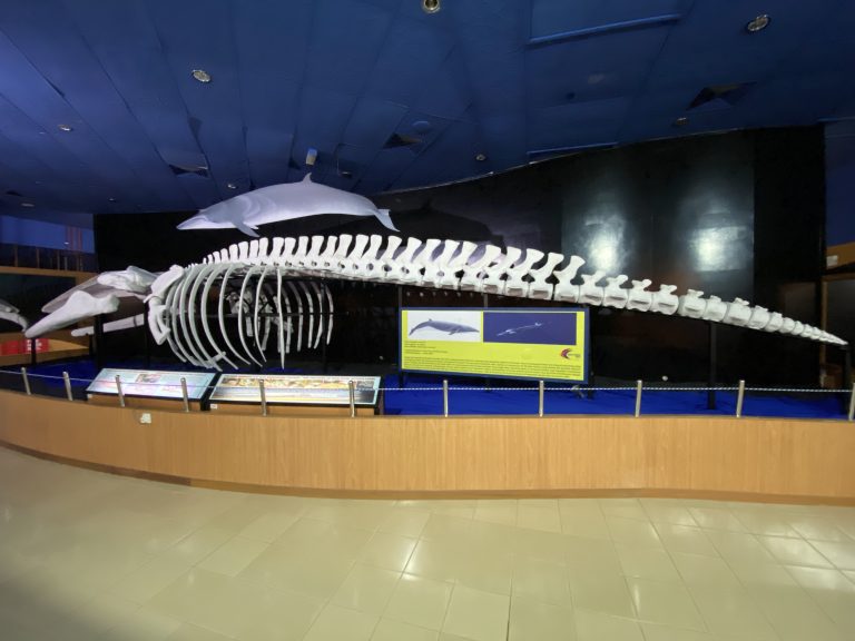 whale skeleton